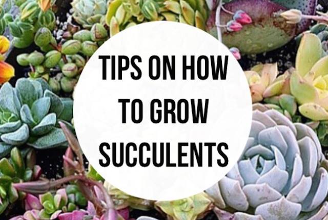 HOW TO GROW THE PERFECT SUCCULENT