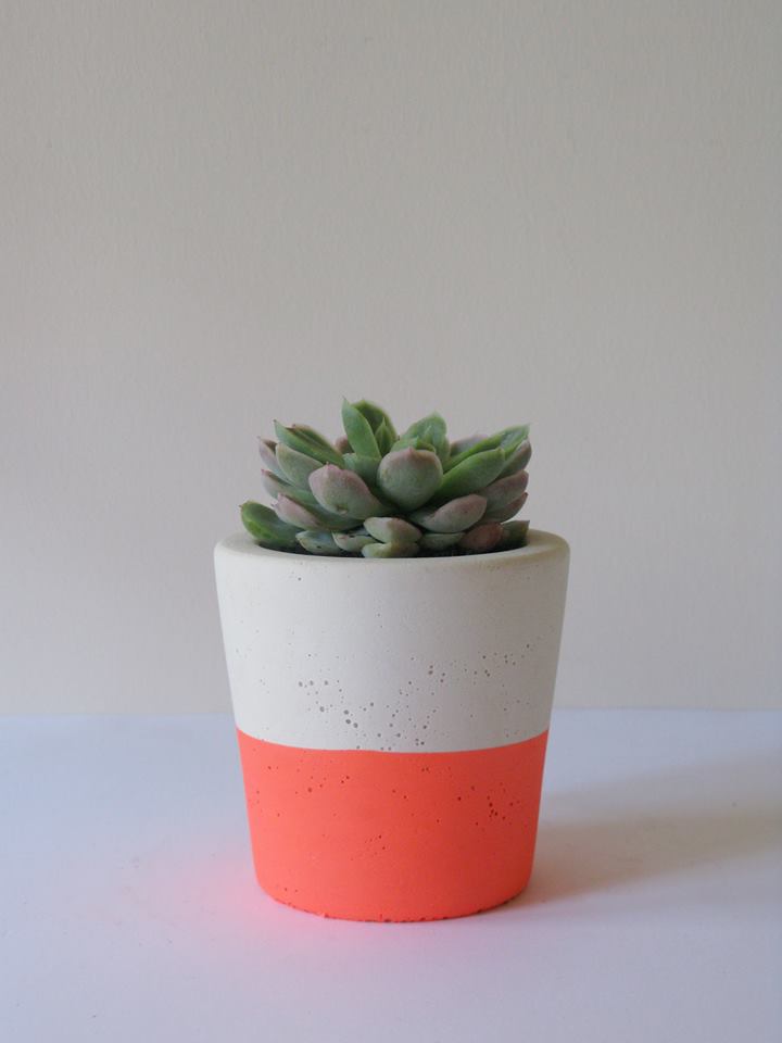potted thoughts, adelady; succulents