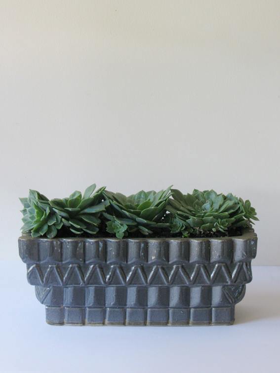 potted thoughts, adelady; succulents