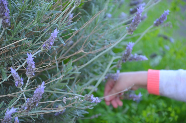 nature-lavender-edited