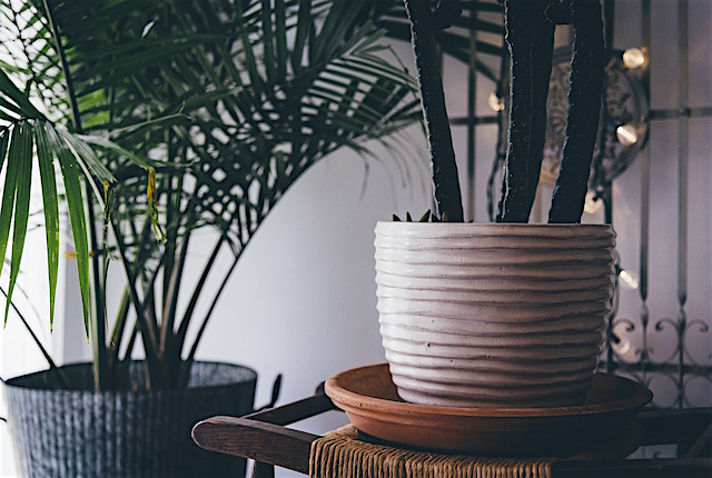 5 INDOOR PLANTS YOU NEED IN YOUR LIFE