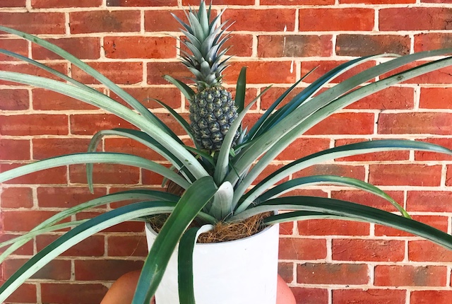 WIN 2 x potted pineapple plants for you and a friend thanks to Crafers Garden Centre