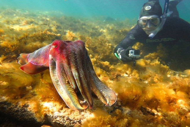 WIN a family pass to swim with giant Australian cuttlefish on a guided tour!