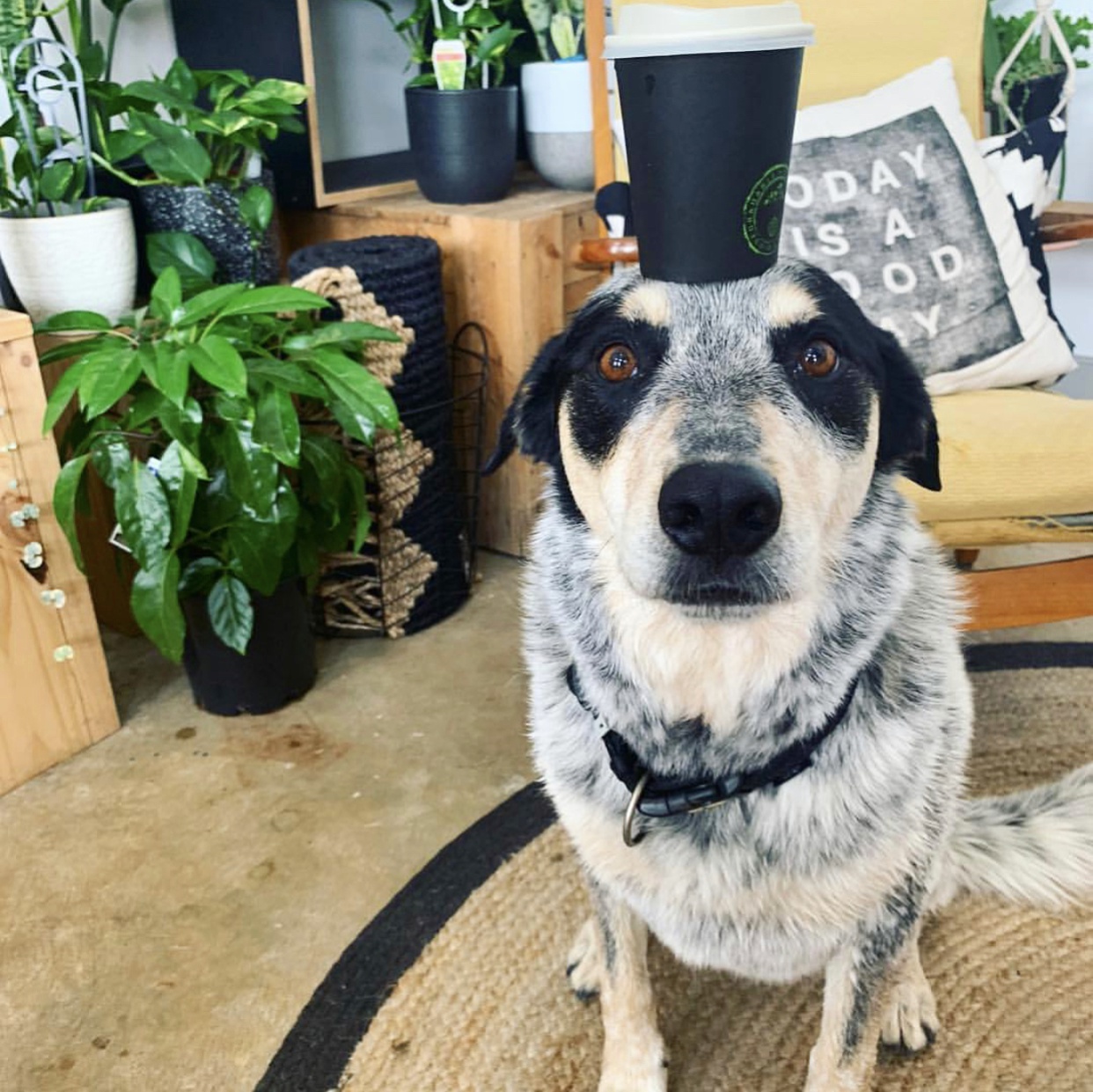 Top dog-friendly bars, breweries and cafes in Adelaide