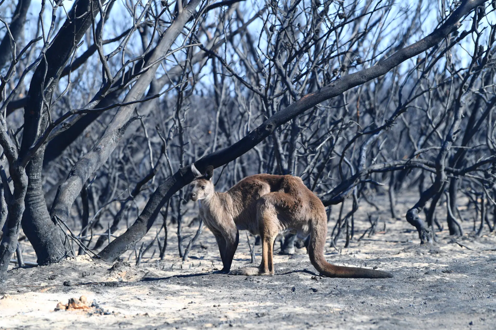 How you can help with the SA Bushfires