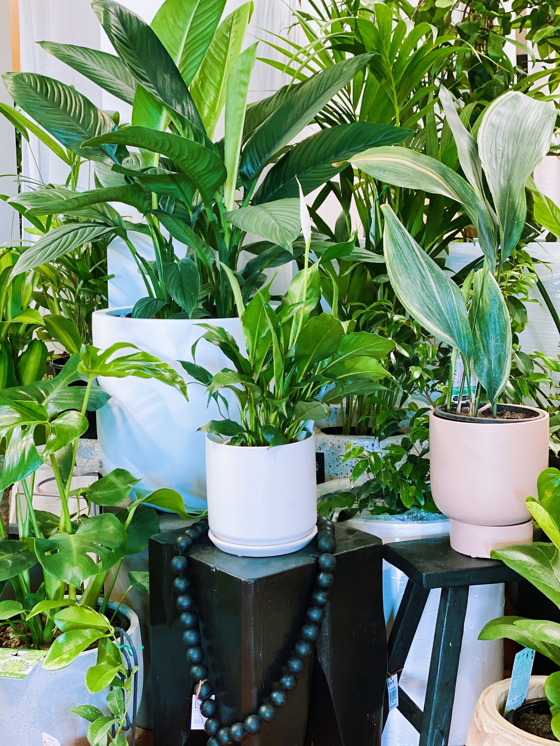 WIN the ultimate plant-lovers pack from Suci Plants & Living