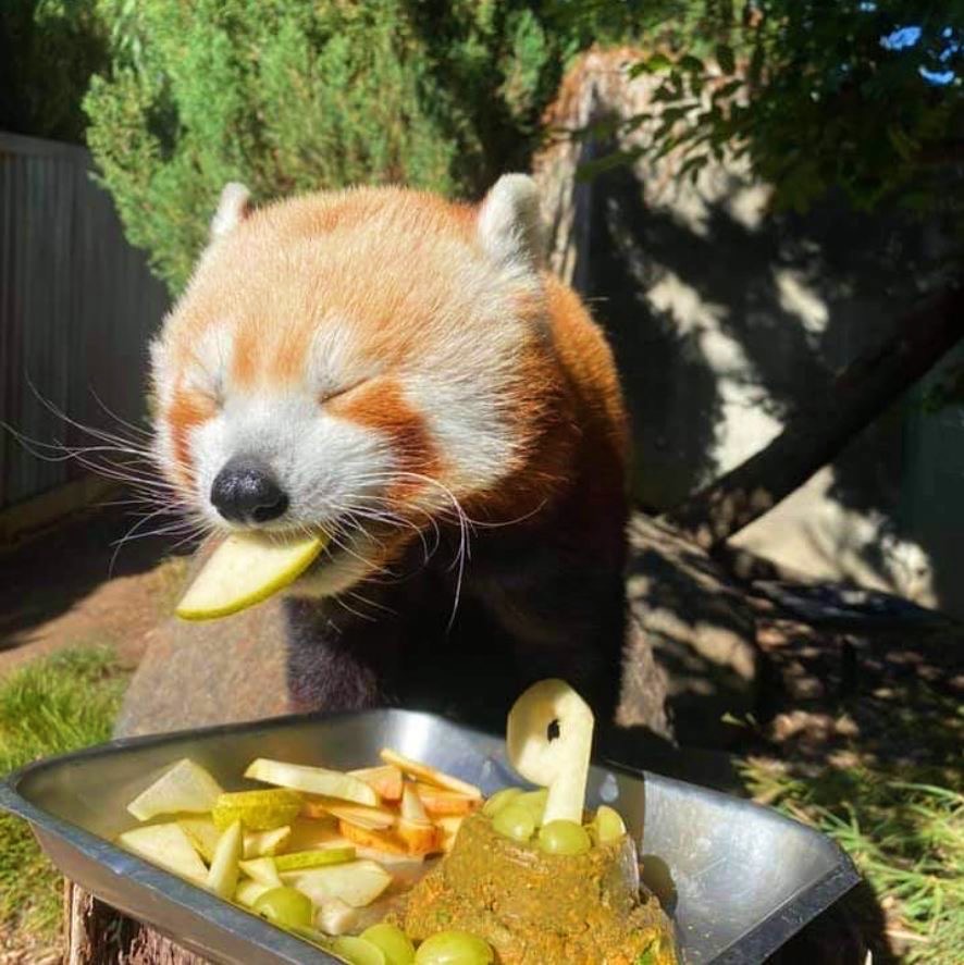 WIN two tickets to the Adelaide Zoo Panda and Friends Experience, plus morning tea and a zoo tour!