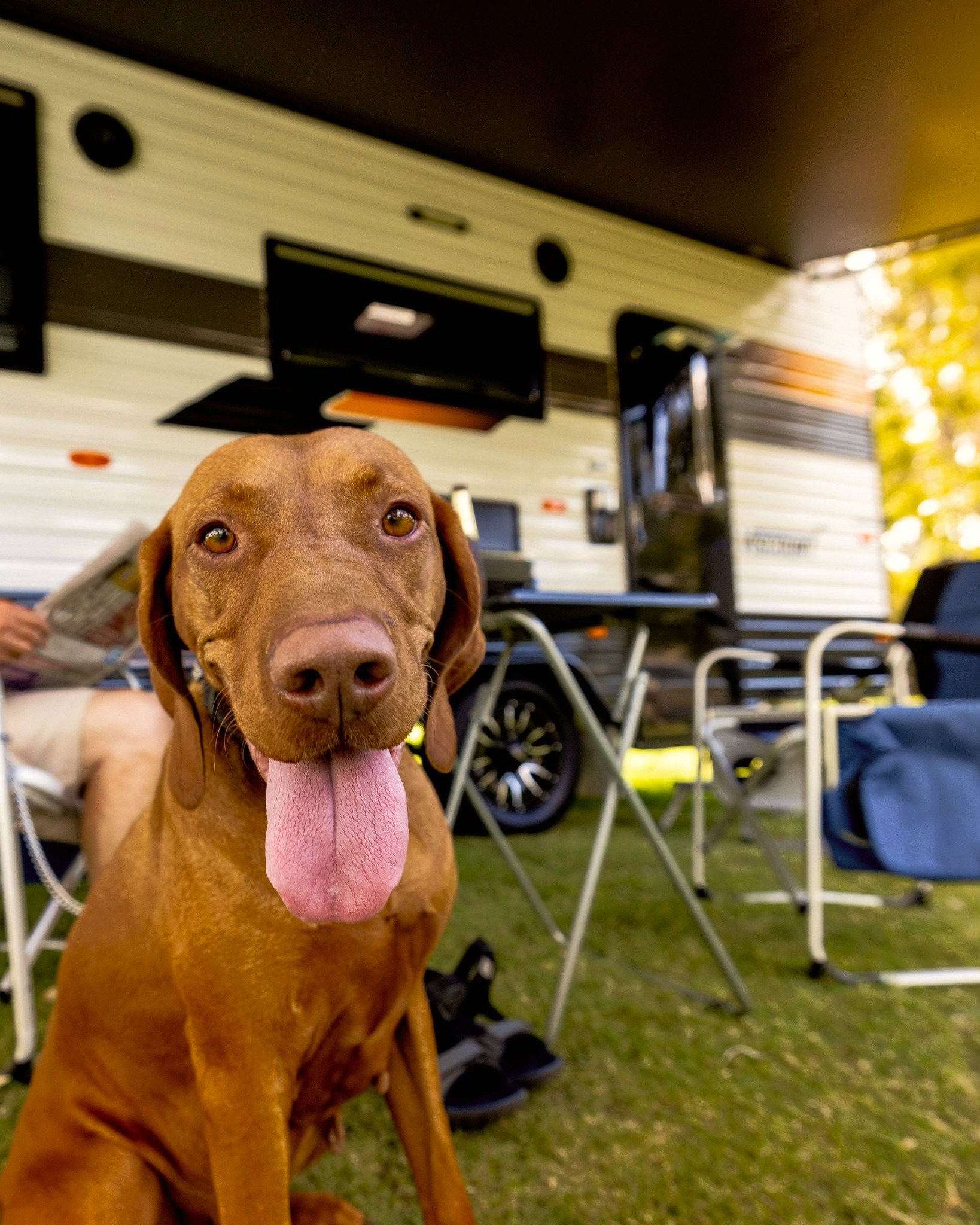 SA’s best dog-friendly accommodation! 
