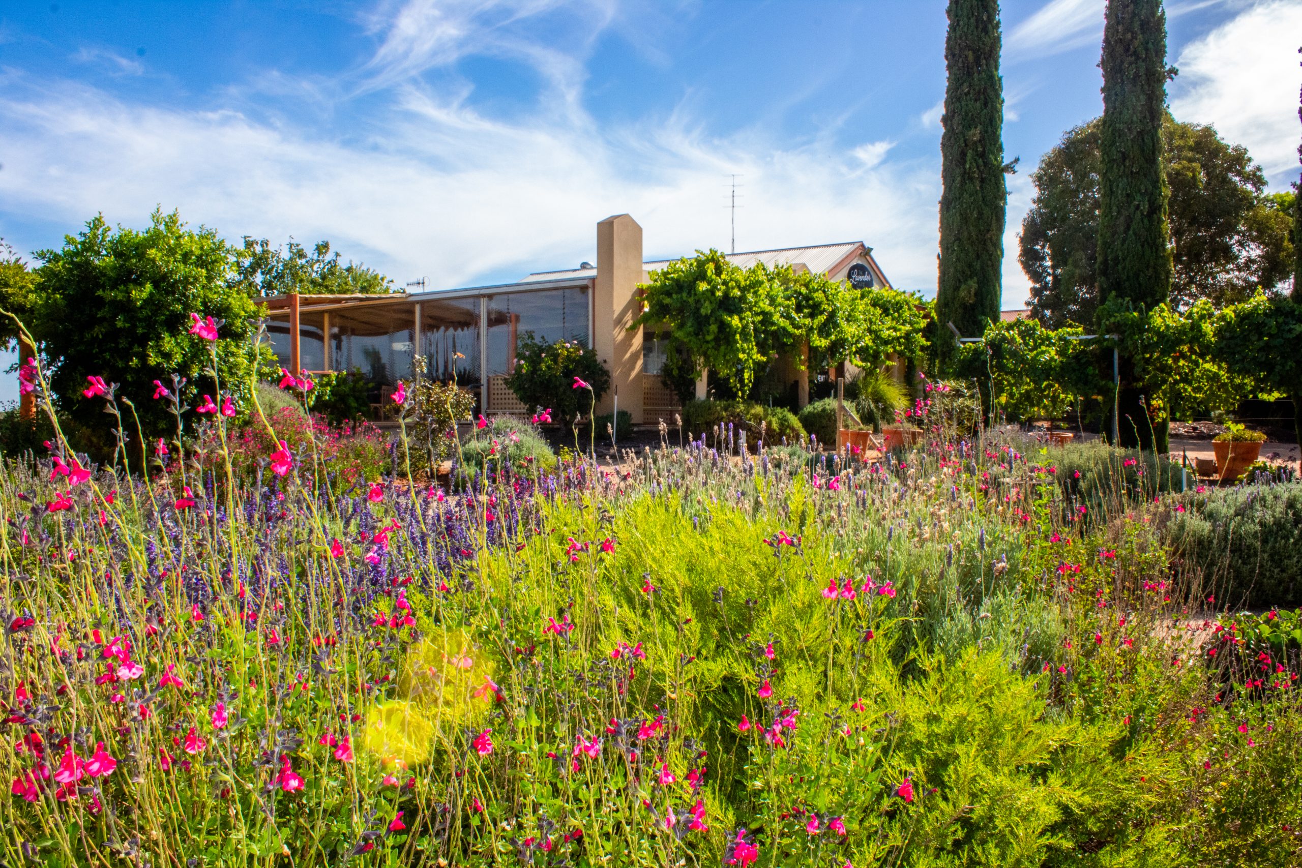 Lavender dreams and family feasts